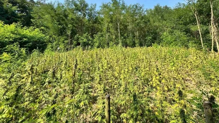 Otkrivena tajna laboratorija za uzgoj marihuane kod Grocke: Uhapšena dvojica, ovo su detalji akcije (FOTO)