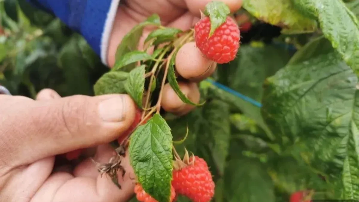 Malinarima stiže doplata: Evo ko će dobiti 450 dinara za kilogram!