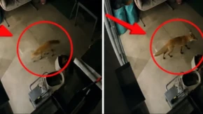 Lisica ušla u kuću dok je majka spavala: Probudila se pored krvave bebe i zanemela od šoka