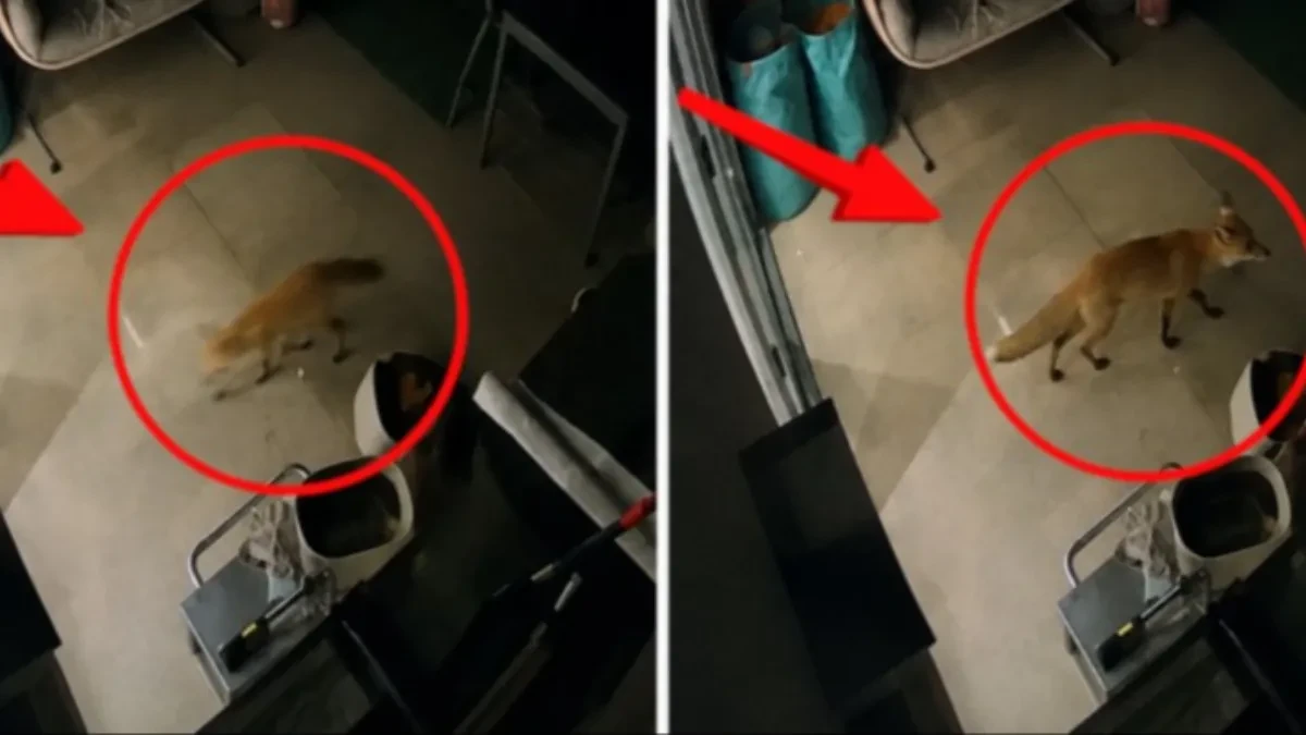 Lisica ušla u kuću dok je majka spavala: Probudila se pored krvave bebe i zanemela od šoka