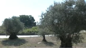Da se čovek prekrsti i levom i desnom! Gledajte šta rađa u Srbiji - kao da smo na Mediteranu
