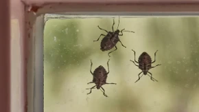 Smrdibube ponovo ulaze u kuće: Ovu smesu poprskajte oko prozora i vrata