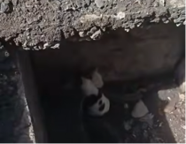 Kuce upale u odvod: Bespomoćno su drhtale od straha, ali imale su sreću jer se iznenada pojavio on
