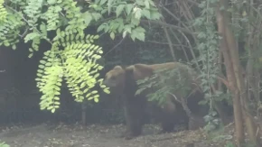 Panika u Americi! Gladni medvedi ulaze u naselja, rekordan broj susreta sa zverima