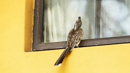 Ne možete da se rešite ptica na balkonu? Verovatno nesvesno radite ovu stvar