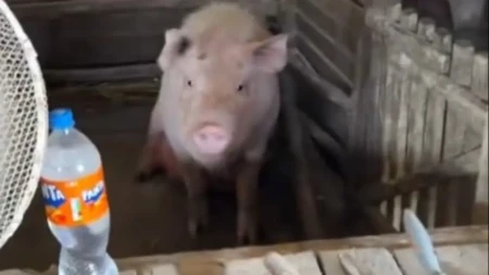 Srbi u neverici zbog snimka iz Prijedora: Svinje uživaju u luksuzu, mreže gore od komentara!