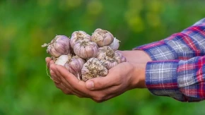 Ako beli luk čuvate ovako, brzo će propasti: Jedan trik čuva ga svežim čak 12 meseci!