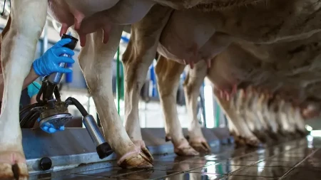 Važan rok za stočare - ostalo još nekoliko dana za prijavu za mleko 