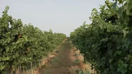 Tropske temperature promenile sve u Banatu: Tamo je sve počelo dve nedelje ranije