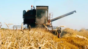 Vratio se pšenici koju su svi zaboravili - farmer danas svoje brašno prodaje u više od 40 pekara
