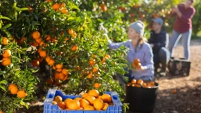 Počela trka za radnicima - za branje mandarina dnevnica 50 evra, evo šta još nude poslodavci