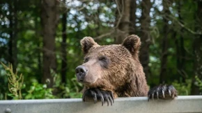 Medved trči ulcom, a čovek ga juri: Hit scena iz regiona osvanula na mrežama 