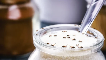 Trik koji ne košta ni dinar: Ovaj začin svi imate u kuhinji, a oteraće mrave bolje od bilo koje hemikalije