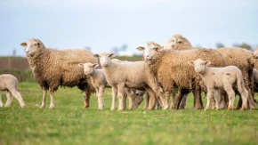 Ukrao 20 ovaca iz tora kod Zvornika: Policija ga povezala i sa još dve teške krađe