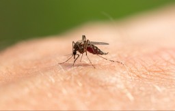Nije do krvi, nego je fora u nečemu drugom: Kako komarci izaberu baš vas, evo zašto ste idelan plen