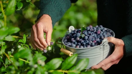 Gaje borovnice u netaknutoj prirodi - od bobičastog voća prave marmeladu