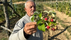 "Za svojih 80 godina ovo nisam doživeo... Ko hoće da dođe, neka bere, neka nosi": Malina rodila drugi put