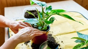 Žene masovno guraju šibice u saksije! Ako imate sobne biljke, kažu da im ovaj trik produžava život