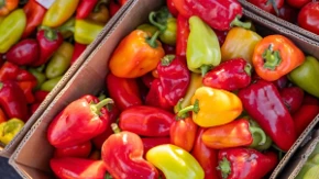 Kupili 49 kilograma paprika za ajvar, tek kad su stigli kući, shvatili su podvalu