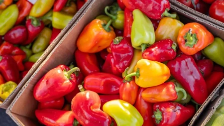 Kupili 49 kilograma paprike za ajvar, a kod kuće ih zatekao šok: Uredno su platili, a onda su džakove stavili na vagu i zabezeknuli se