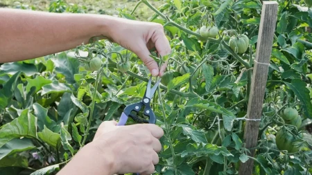 Ne uzimajte makaze u ruke u septembru pre nego što proverite biljke: Ovih 8 žbunova sada ne treba orezivati
