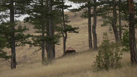 Medvedice na Zlatiboru sve češće imaju po dva ili tri mladunca: Evo šta se krije samo nekoliko kilometara od centra
