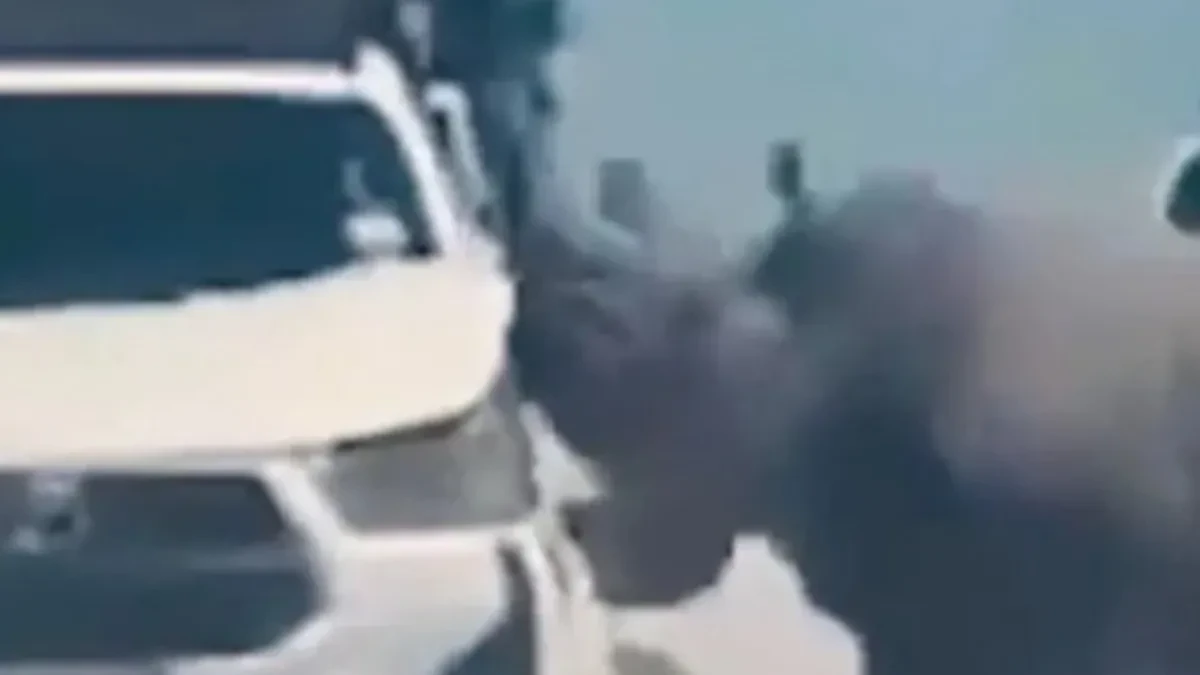 Jeziv susret na safariju: Crni nosogor nasrnuo na automobil, snimak ledi krv u žilama!