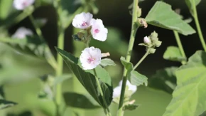 Biljka koja u Srbiji donosi ozbiljnu zaradu: Kilogram 16 evra, Francuzi i Nemci otkupljuju sve što proizvedemo