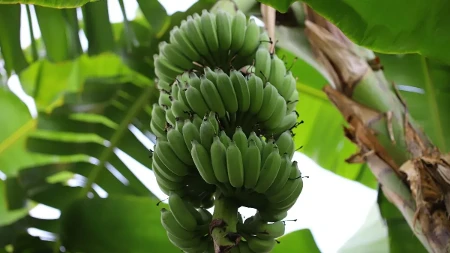 Priroda napravila „sladoled od banane“ - upoznajte neobičnu Java bananu (FOTO)
