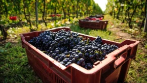 Šta zaista pijemo kada kupimo "organsko vino"? Vinar otkriva šta se sve sme dodati