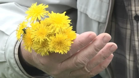 To je biljka broj jedan za zdravlje: Maslačak često preskačemo ii gazimo a to je prava riznica vitamina - ovo je recept za imunitet