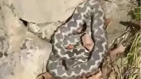 Najotrovnija zmija mu došla na kućni prag: Jeziv snimak iz okoline Prijedora prestrašio region (VIDEO)