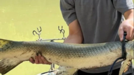 Ribolovac izvukao čudovište iz reke, a onda shvatio šta je ulovio: Ova riba postoji još od vremena dinosaurusa!