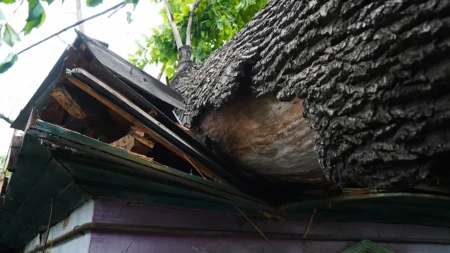 Horor na Košutnjaku: Drvo palo na grupu mladih dok su proslavljali rođendan, ekipe Hitne pomoći pojurile na mesto događaja