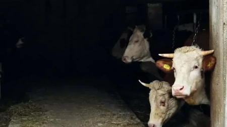 Upao u štalu usred noći i ukrao dva teleta: Žabljačanin osumnjičen za bizarnu krađu