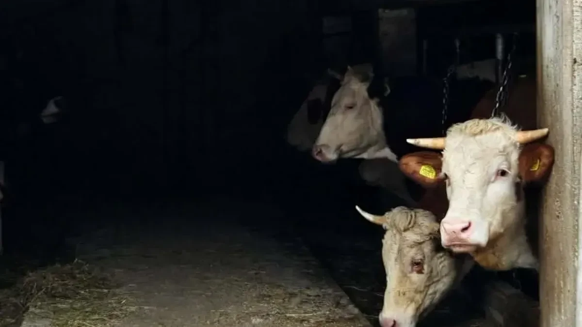 Upao u štalu usred noći i ukrao dva teleta: Žabljačanin osumnjičen za bizarnu krađu