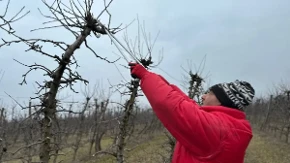 6 biljaka koje nikada ne treba orezivati u septembru: Dobro razmislite pre nego što izvadite makaze