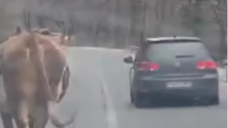 Motociklista se zakucao u kravu na putu: Životinja uginula, vozač teško povređen