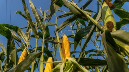 Evropi hitno treba kukuruz, Ukrajina ga ima, ali će milijarde zaraditi američki farmeri
