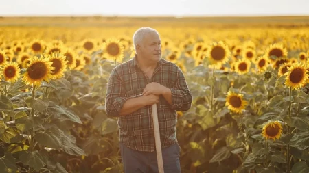 Može da se zaradi, ali ima caka - jedan hektar suncokreta traži ozbiljno ulaganje